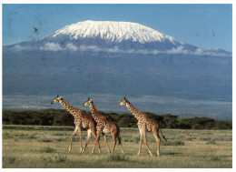 (M+S 500) Girafe And Mt Kilimanjaro - Giraffen