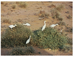 (PAR 4004) Saudi Arabia - Cattle Egret - Saoedi-Arabië