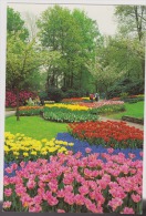 Lisse-Keukenhof-uncirculated,perfect Condition - Lisse