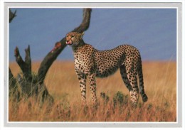 WILDLIFE OF AFRICA - CHEETAH/GUEPARD / WITH UGANDA THEMATIC STAMP-BIRD - Oeganda