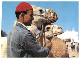 (ORL 210) Camel - Chameau - Rhinocéros