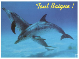 (ORL 210) Dolphin - Dauphin - Delfines