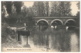 72 - BRULON - Un Coin Sur La Vègre - Vaches - Brulon