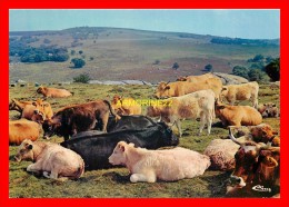 CPM AUBRAC  Beaux Sites De La Lozère  Paturage En Aubrac - Aumont Aubrac