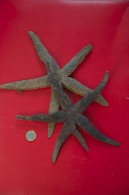 2 X étoile De Mer Seestern Starfish - Coquillages