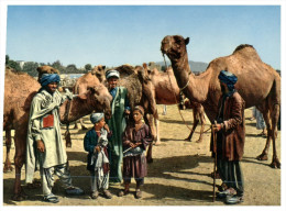 (ORL 409) Camel - Chameau - Kabul - Afghanistan - Afghanistan