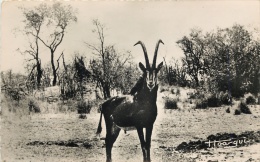 FAUNE AFRICAINE . ANTILOPE NOIRE . EDITIONS HOA-GUI . - Brazzaville