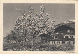 6002- ZITTAU- COUNTRYSIDE LANDSCAPE, BLOSSOM TREE, POSTCARD - Zittau