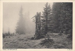 6006- ZITTAU- COUNTRYSIDE LANDSCAPE, FOREST, POSTCARD - Zittau