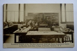 THE NEW-YORK STATE COLLEGE OF FORESTRY  AT SYRACUSE  - Permanent Exhibit Of The THEODORE ROOSEVELT - Lapin-chouettes - Syracuse