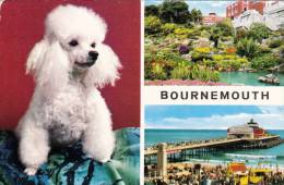 NT4a/ Bournemouth Multi View Poodle, Poedel, Caniche To Fort Wayne Indiana - Bournemouth (bis 1972)