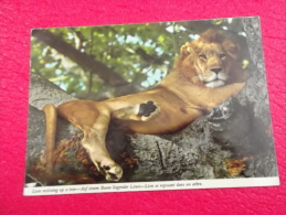 Afrique Kenya The African Lion  1978 Nice Stamps Photo John Hinde - Kenya