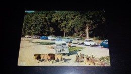C-18448 CARTOLINA CHATEAU DE THOIRY-EN-YVELINES - LIONS EN LIBERTE DANS LA RESERVE AFRICAINE - LEONI LEONE - Thoiry