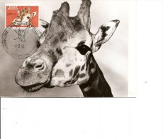 Girafes ( CM De Belgique De 1961 à Voir) - Giraffes