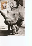 Rhinocéros ( CM De Belgique De 1961 à Voir) - Rhinoceros