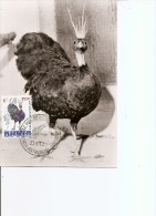 Paons Congolais ( CM De Belgique De 1962 à Voir) - Peacocks
