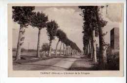 Tannay L Avenue De La Fringale - Tannay