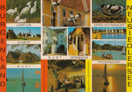 6459- POSTCARD, NEUSIEDL LAKE, BIRDS PARADISE, SPOONBILL, STORK, PIED AVOSET, HOUSES, SAILING BOATS - Other & Unclassified