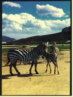 Zebra Ansichtskarte  -  Safari Park Costa Blanca  -  Vergel Alicante  -  Ca. 1985   (3787) - Zebra's