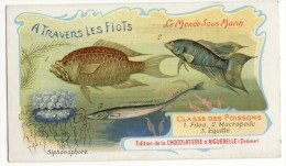 Chromo Didactique. - Le Siphonophore - Fische Und Schaltiere