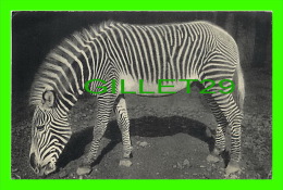 ZÈBRE - PARC ZOOLOGIQUE DU BOIS DE VINCENNES, PARIS - UN ZÈBRE DE GRÉVY, No 277 - DRAEGER FRÈRES - - Zebras