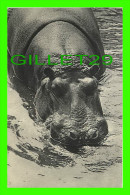 HIPPOPOTAMES - PARC ZOOLOGIQUE DU BOIS DE VINCENNES, PARIS - No 140 - DRAEGER FRÈRES - - Ippopotami