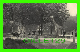 GIRAFES - PARC ZOOLOGIQUE DU BOIS DE VINCENNES, PARIS - GIRAFES SUR LEUR PLATEAU, No 119- DRAEGER FRÈRES - - Giraffes