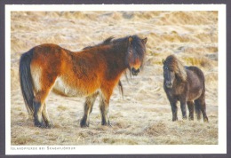 Iceland / Island -  Islandpferde Bei Skagafjordur, Icelandic Ponies, Horses, Chevaux, Islanda PC - Islanda