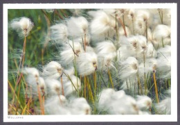 Iceland / Island -  Wollgras, Icelandic Cottongrass, Flowers, Islanda PC - Islanda