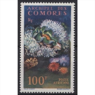 Komoren 1962 Riesenmuschel 50 Postfrisch - Unused Stamps