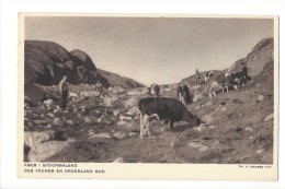 LVA1783 -  Des Vaches En Groenland Sud Koer I Groenland Sud - Greenland