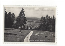 LVA1786 -  Au  Mont De Baulmes Echappée Sur Ste-Croix Vaches (Format 10 X 15) - Baulmes