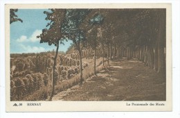 Carte Postale - Bernay - La Promenade Des Monts - Bernay
