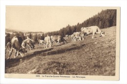 LVA1816 -  La Franche Comté Pittoresque Les Pâturages Troupeau De Vaches - Franche-Comté