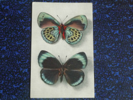 PAPILLON, PEROU, CALLITHEA LEPRIEURI , Vu Sur Ses Deux Faces - Papillons