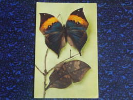 PAPILLON, INDE, KALLIMA INACHUS, Vu De Dos Et De Profil  Replié En Frome De Feuille - Papillons