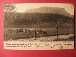 CPA  Bastei / Sächs. Schweiz (Deuschland/Germany/Allemagne) - Der Pfaffenstein Bei Konigstein 1907 (troupeau Vaches) - Bastei (sächs. Schweiz)