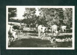 Carte Mouthe (25) - Paturages En Haut Doubs ( Photo Vuez Animée Vache Troupeau Vaches ) - Mouthe