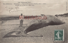 17 -  ILE D'OLERON -  DOMINO - Baleine 15 Metres échouée Sur La Côte 1909    - 2 Scans - Ile D'Oléron