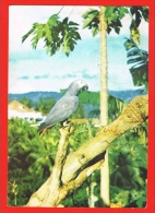 São Tomé E Principe Birds Bird Parrot 1960s Perroquet Oiseau Afrique Portugaise - São Tomé Und Príncipe