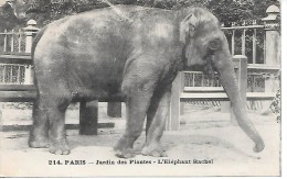 PARIS - Jardin Des Plantes - L´ELEPHANT Rachel - Éléphants