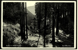 Partie Im Hädderbachtal Bei Sitzendorf   -  Ansichtskarte Ca.1941    (1366) - Saalfeld