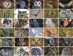 O03209 China Phone Cards Owl Puzzle 240pcs - Owls