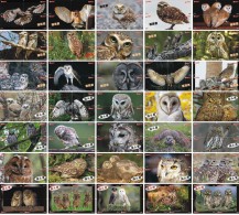 O03211 China Phone Cards Owl Puzzle 140pcs - Owls