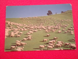 New Zealand Sheep Farming - Nieuw-Zeeland