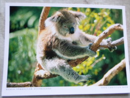 Australia -KOALA  Koalabär - Symboltier Australiens    German Postcard  Photo Christian Heeb    D120896 - Outback