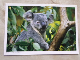 Australia -KOALA  Koalabär - Koala Im Eukalyptusbaum -   German Postcard  Photo Clemens Emmler     D120898 - Outback