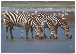 AFRICAN WILD LIFE-ZEBRA / WITH TANZANIA THEMATIC STAMP-FIFA WORLD CUP 1986-FOOTBALL - Tansania