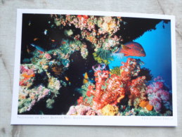 Australia - Tauchgang  Am Great Barrier Reef - Fishes   - Queensland  -  German  Postcard    D121131 - Great Barrier Reef