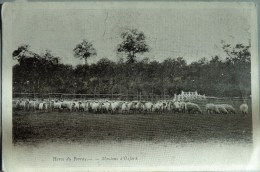 78 LE PERRAY HARAS DU PERRAY MOUTON TROUPEAU PUR OXFORD DOWN FLOCK BOOK ANGLAIS - Le Perray En Yvelines